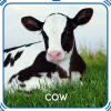 Cow Sound