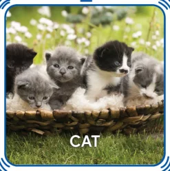 Kitty 5-in-1 Sound