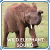 Wild Elephant Sound
