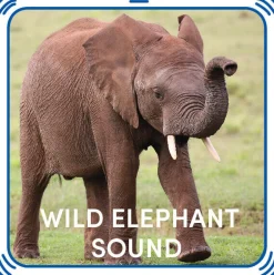 Wild Elephant Sound